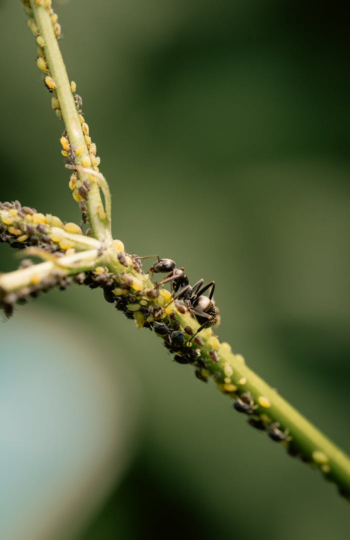 our-story-01 Close-up of ants tending to aphids on a plant stem, highlighting natural symbiosis and insect behavior.